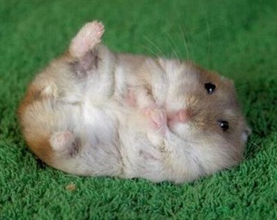 hamster!!!